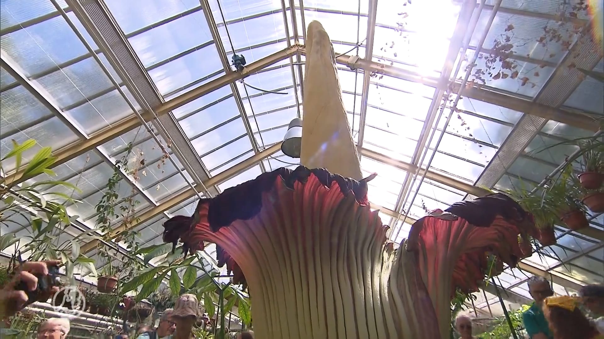 Gigantische stinkende penisplant staat in bloei: 'Ze moeten er een geurkaars van maken'