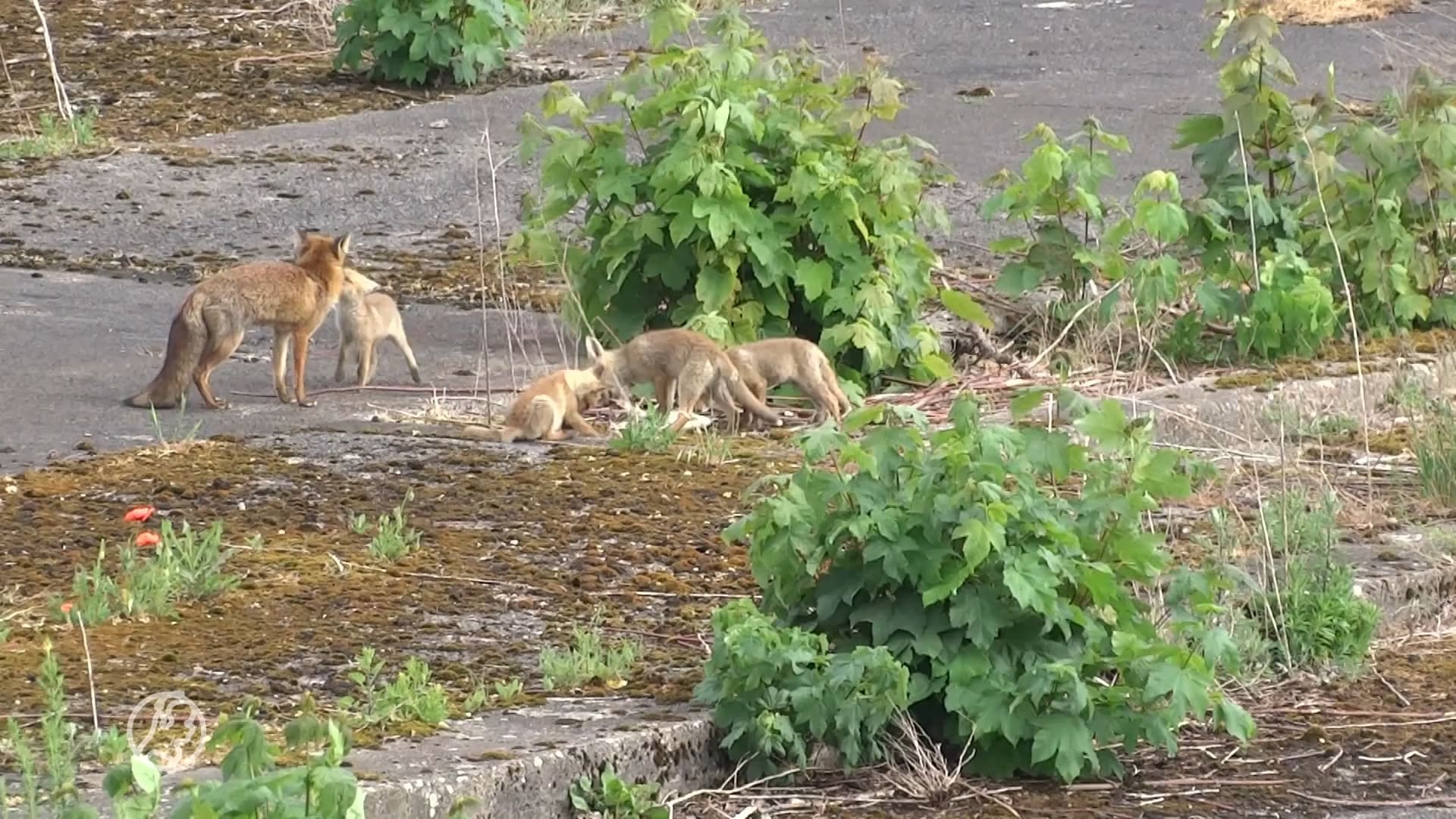 Vossenmoeder met vijf jongen floreert op fabrieksterrein in Amsterdam