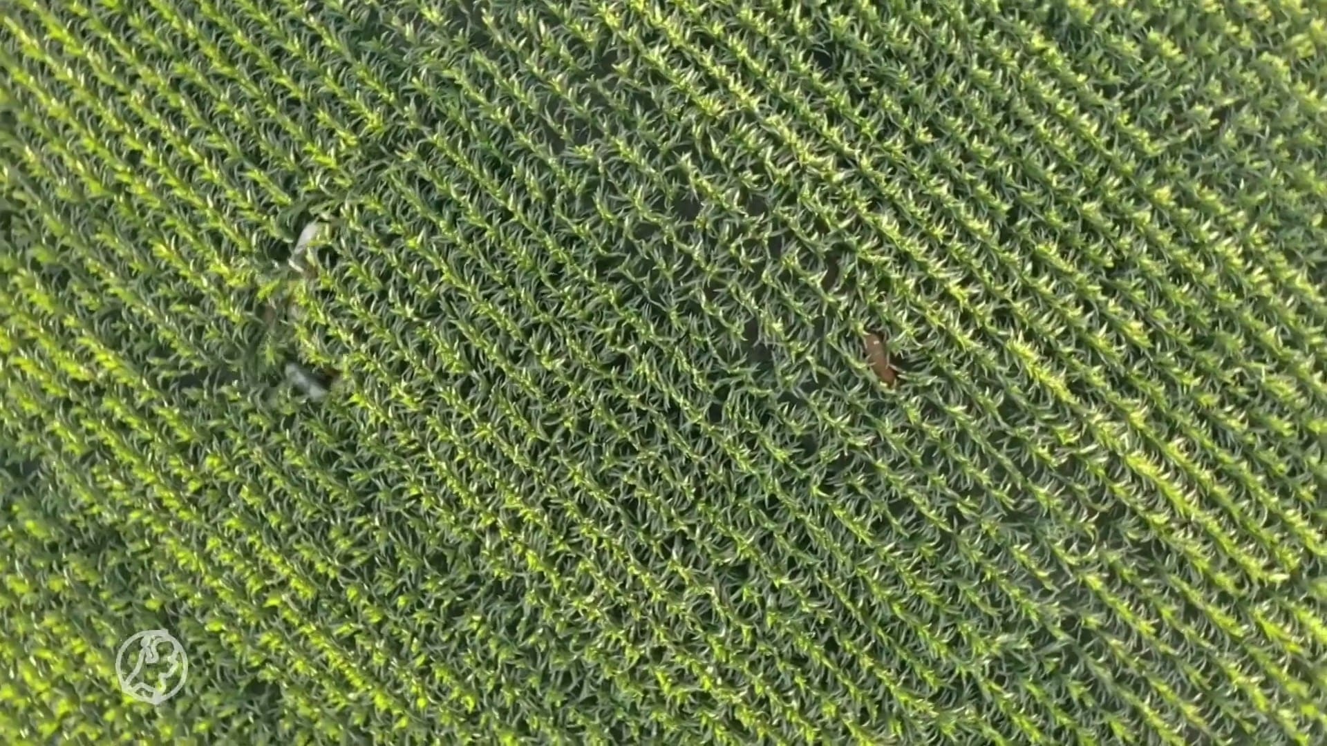 Drentse dronevliegers ontdekken naar Duitsland ontsnapte koeien in maïsveld