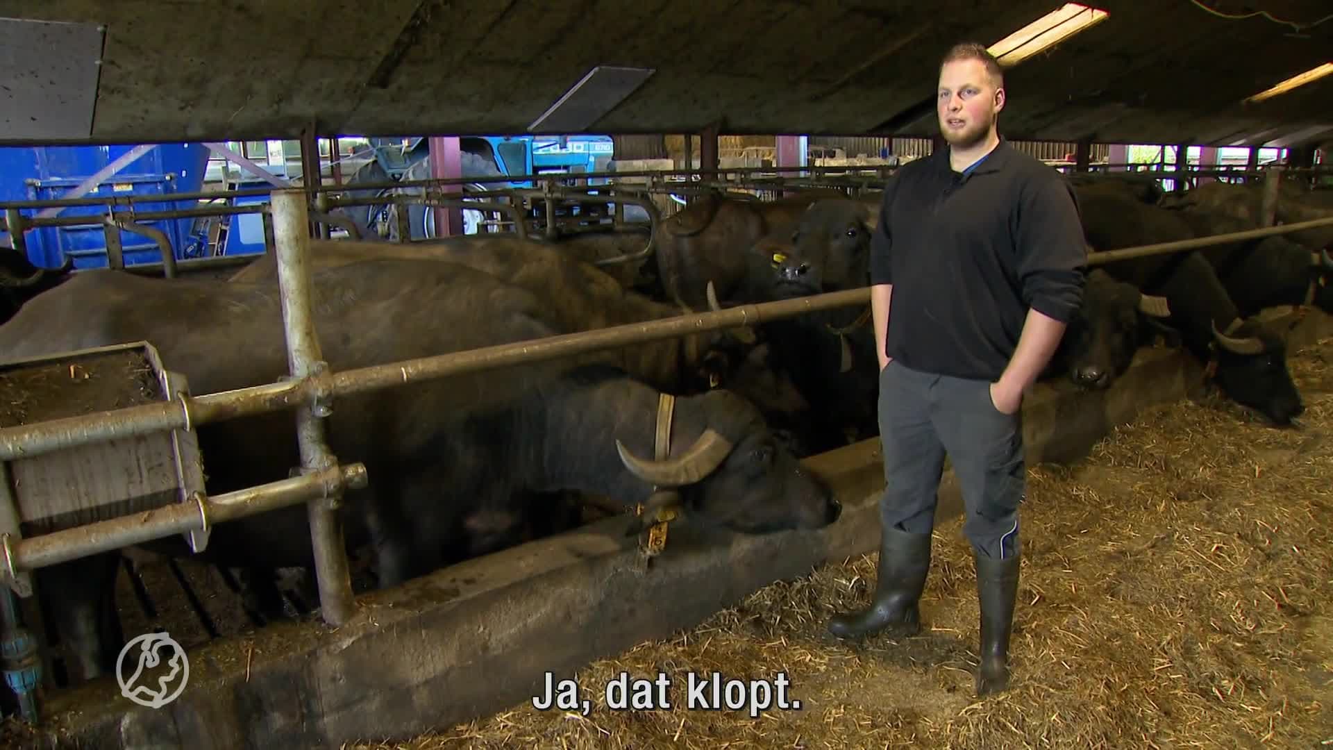 Steeds minder melkveehouders: buffelboer Bert (27) stapt over naar waterbuffels