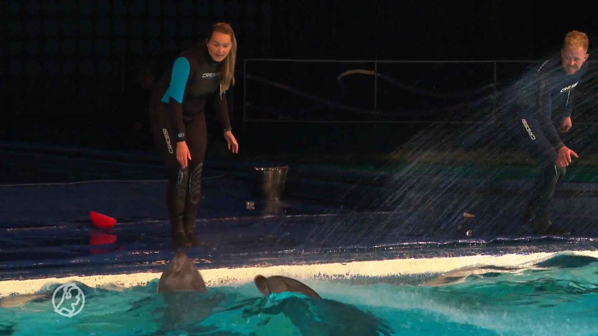 NS maakt zich zorgen om dierenwelzijn in Dolfinarium en stopt samenwerking