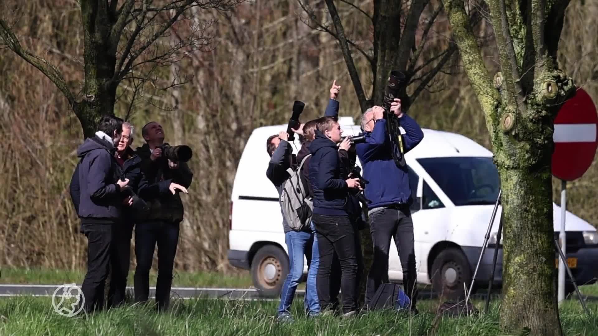 Vogelspotters rukken uit voor zeldzame zwaluw boven Friese Franeker