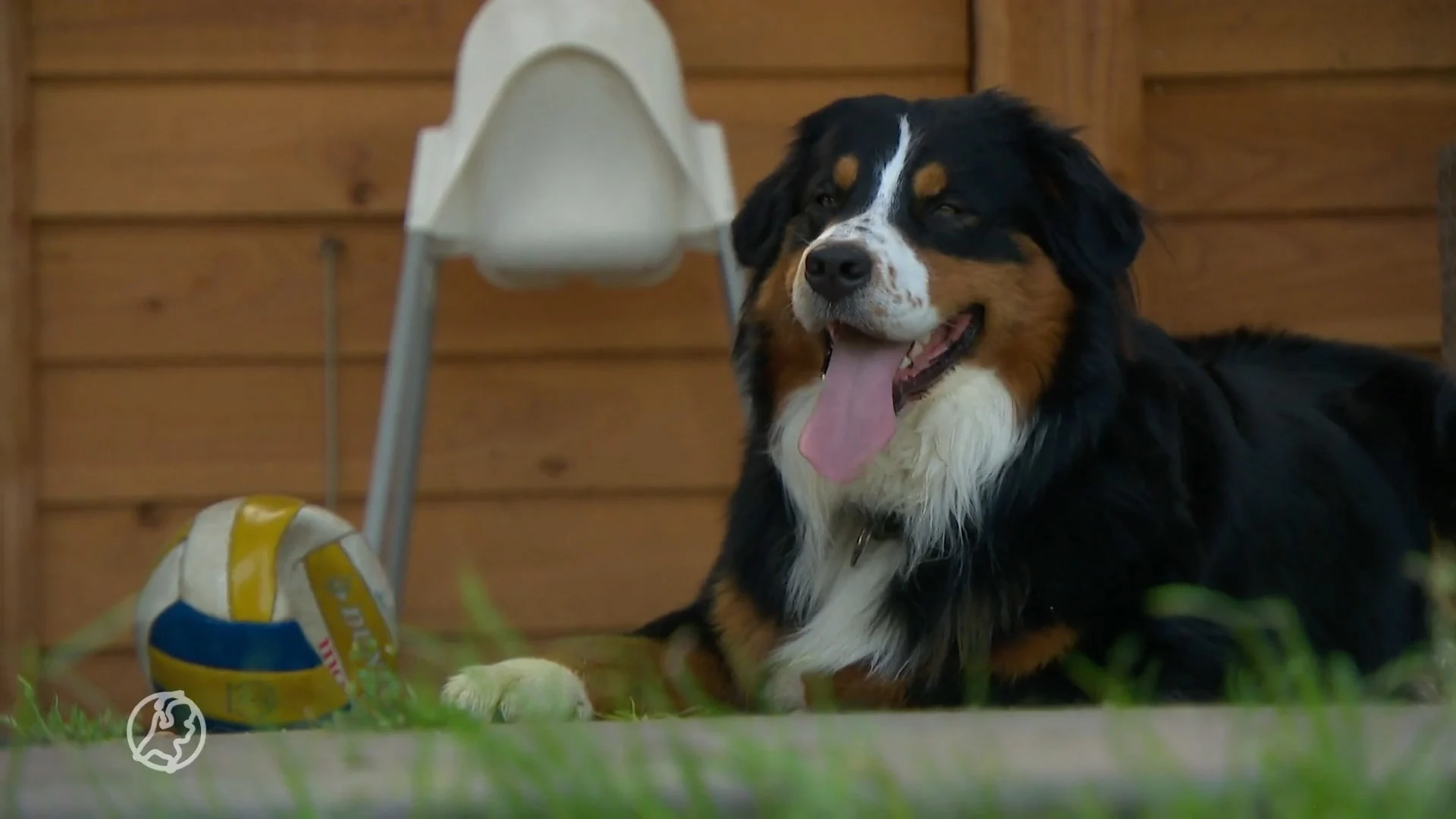Vaccinatiecijfer bij huisdieren zorgwekkend laag: 'Hij was me...