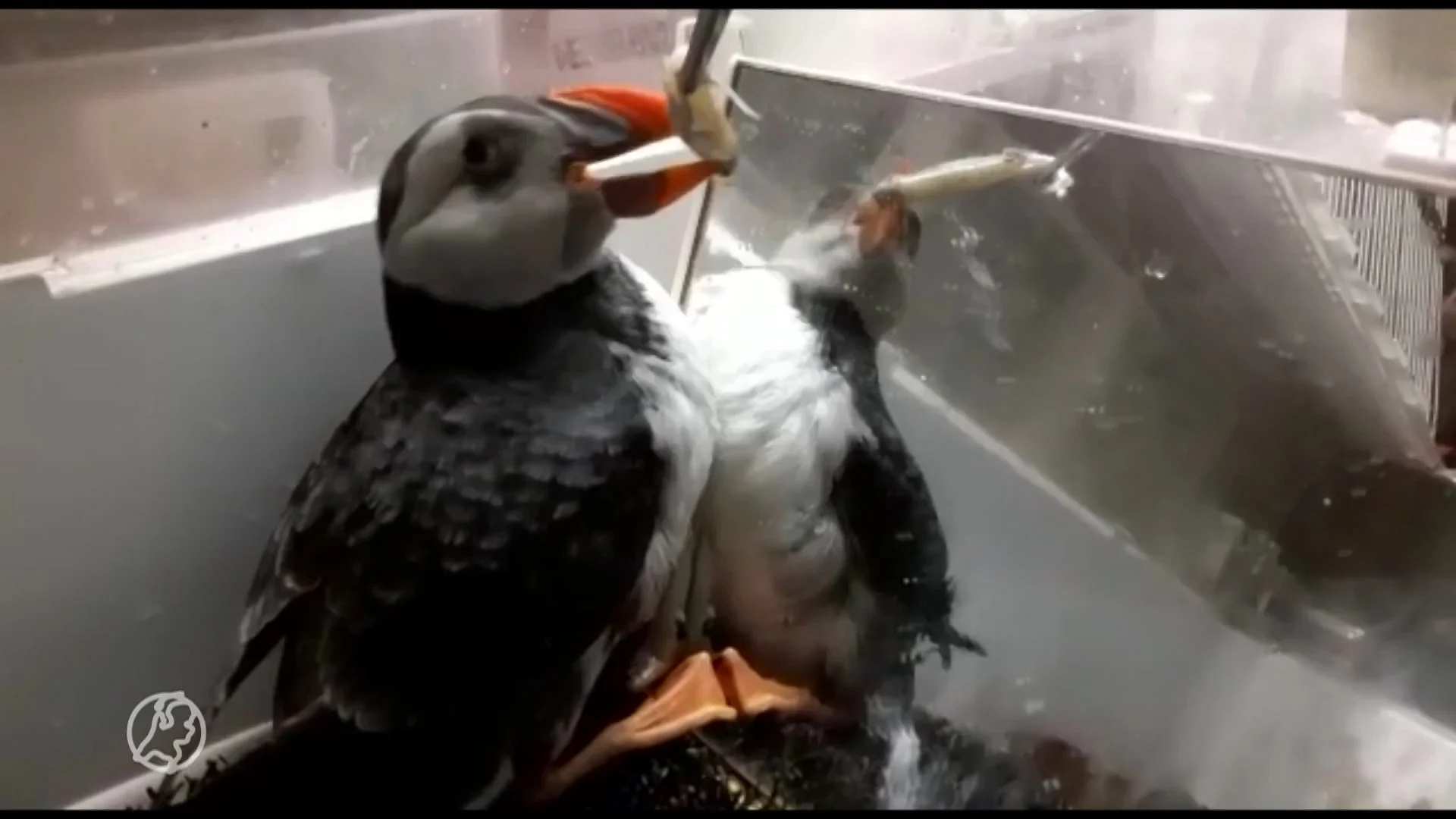 Zeldzaam: papegaaiduiker opgedoken in Nederland én hij leeft ...