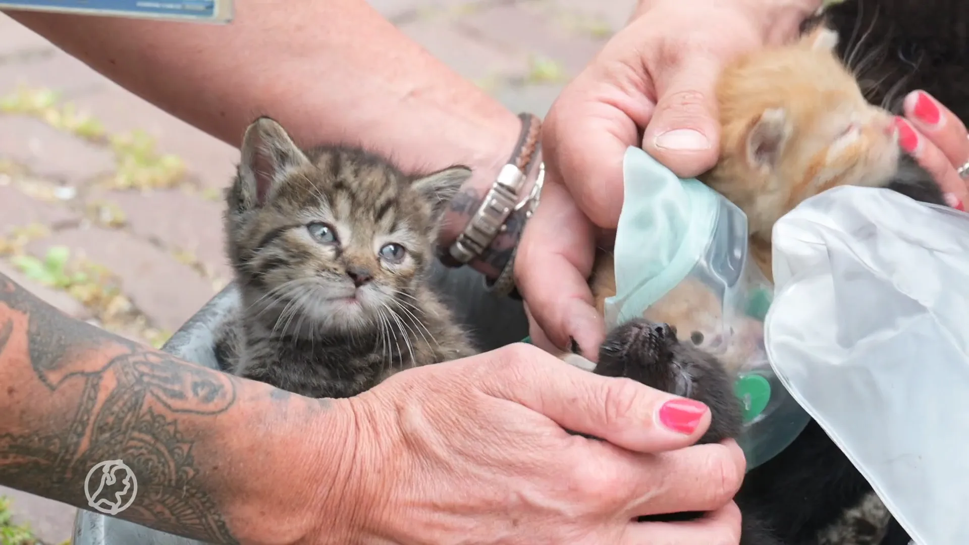 Kittens gered bij brand in huis