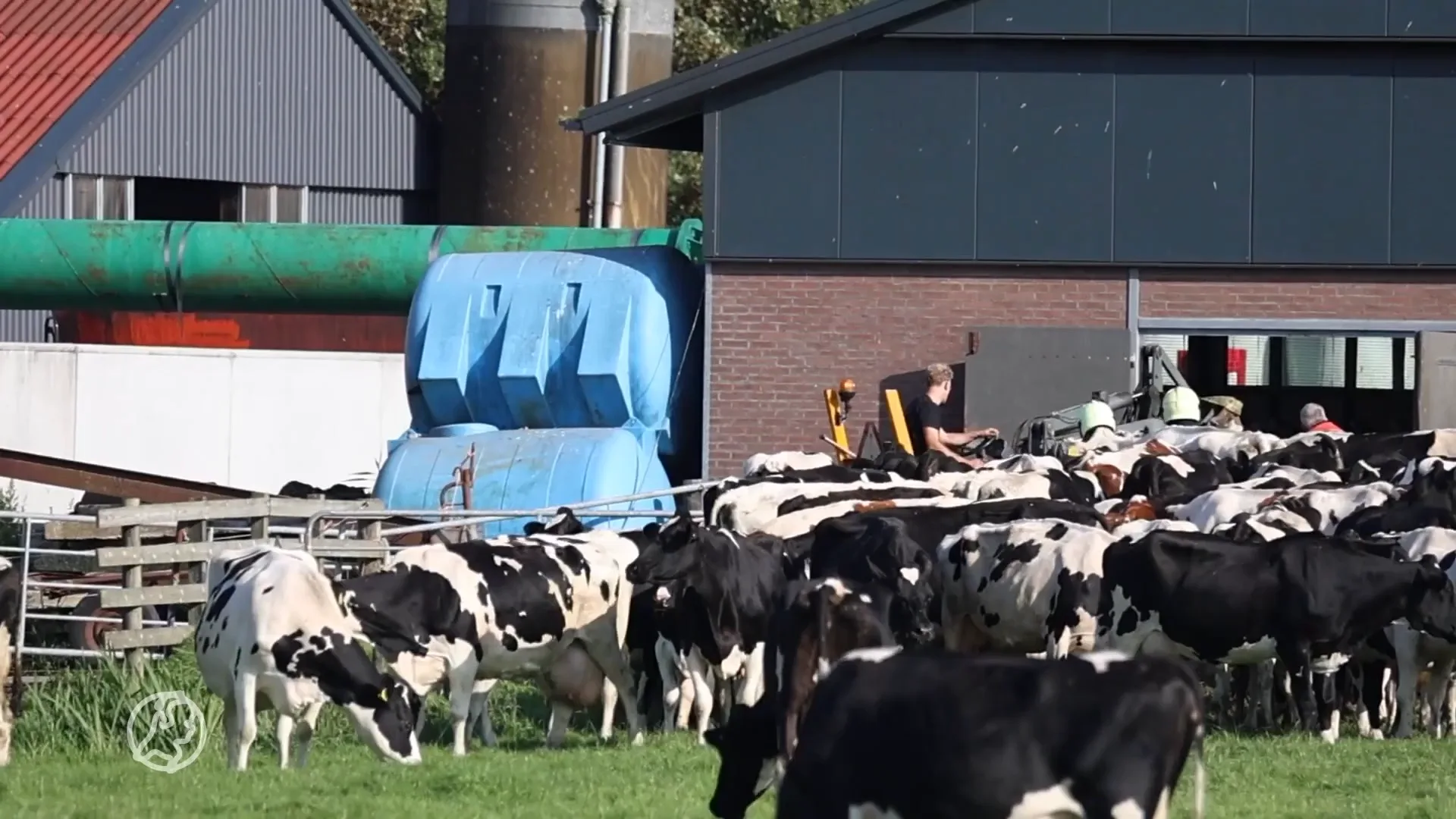 Boer bedwelmd en drie koeien dood door giftige gassen na mestmixen