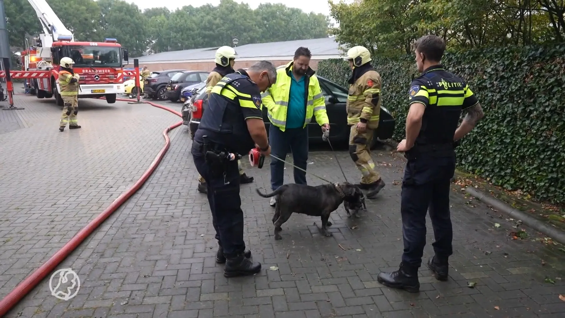 Brandweer redt twee honden uit brandende flat, een raakt gewond