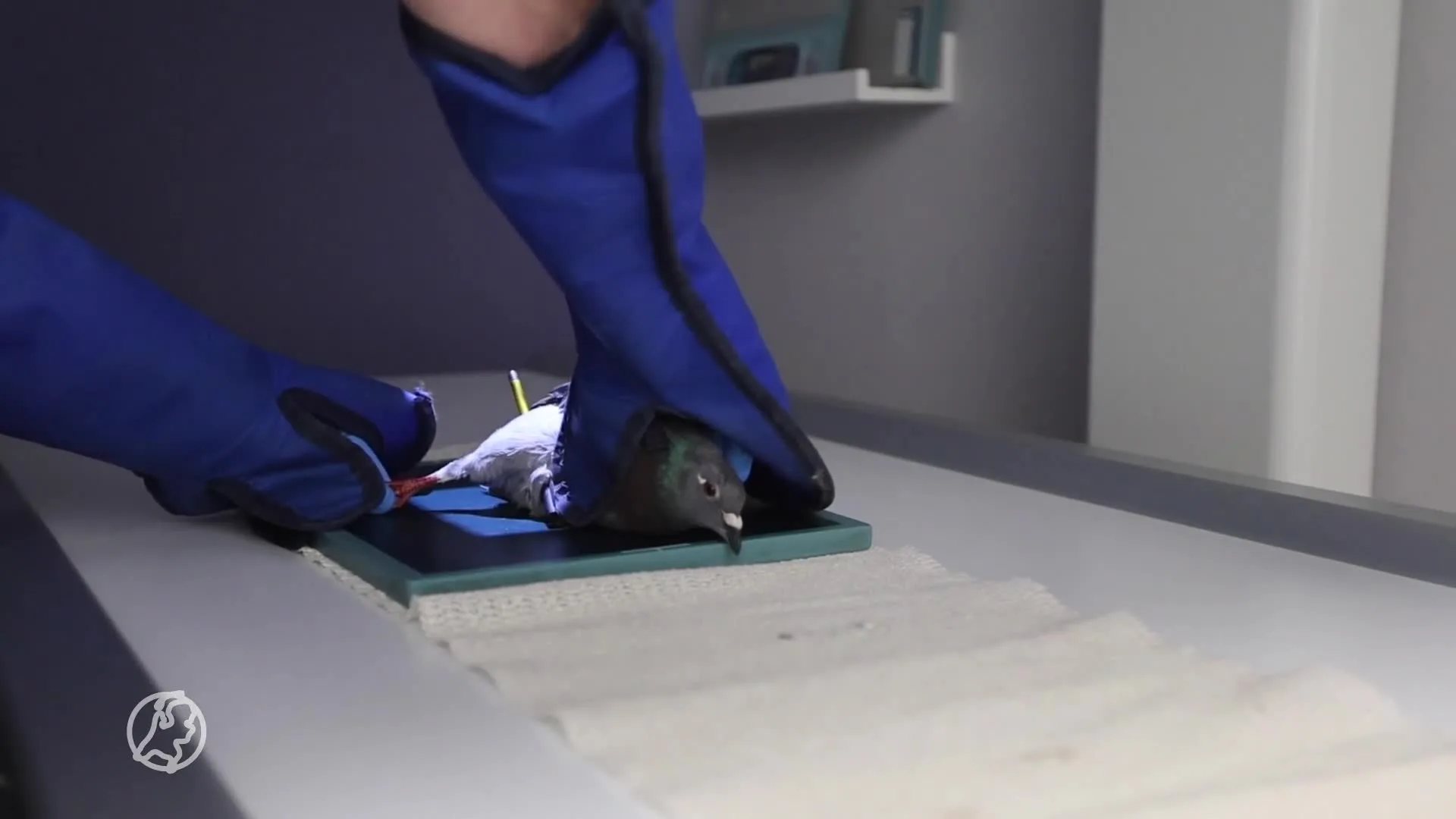 Duif beschoten met lange pijl in Den Haag, dierenpolitie start onderzoek