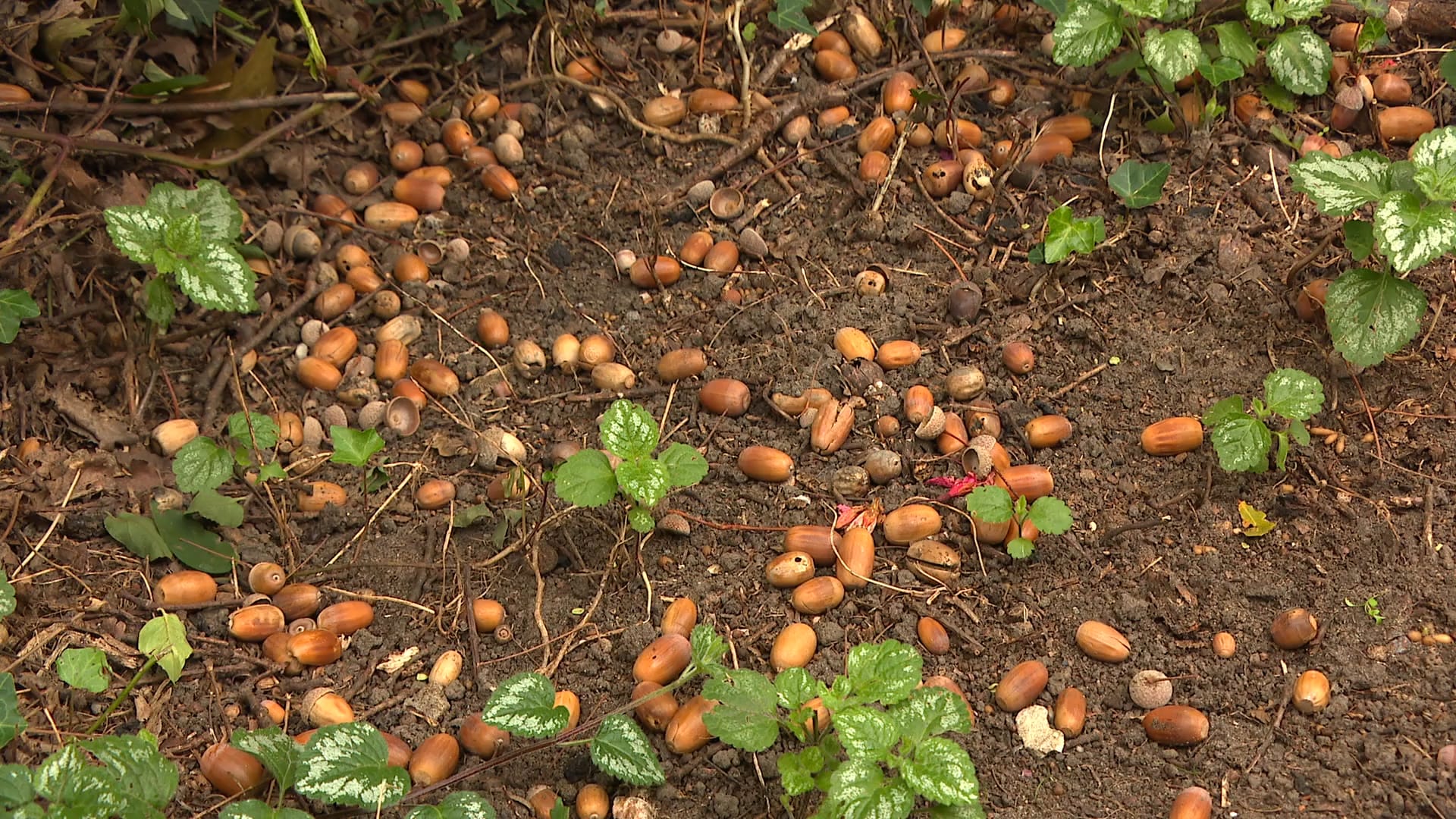 Bosrovers plukken natuurgebieden kaal: 'Met een boodschappentas vol paddenstoelen uit het bos'