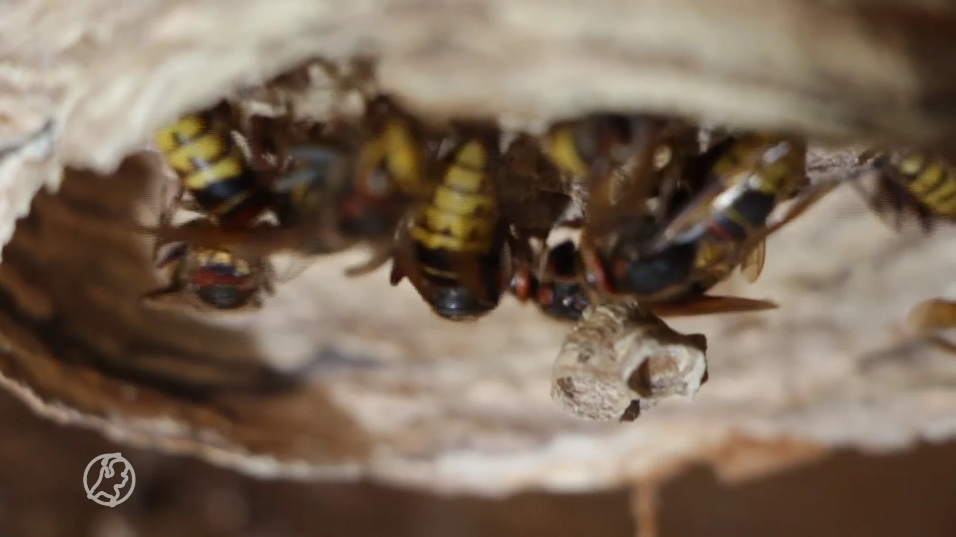 Fietsers gewaarschuwd voor nest met Europese hoornaars