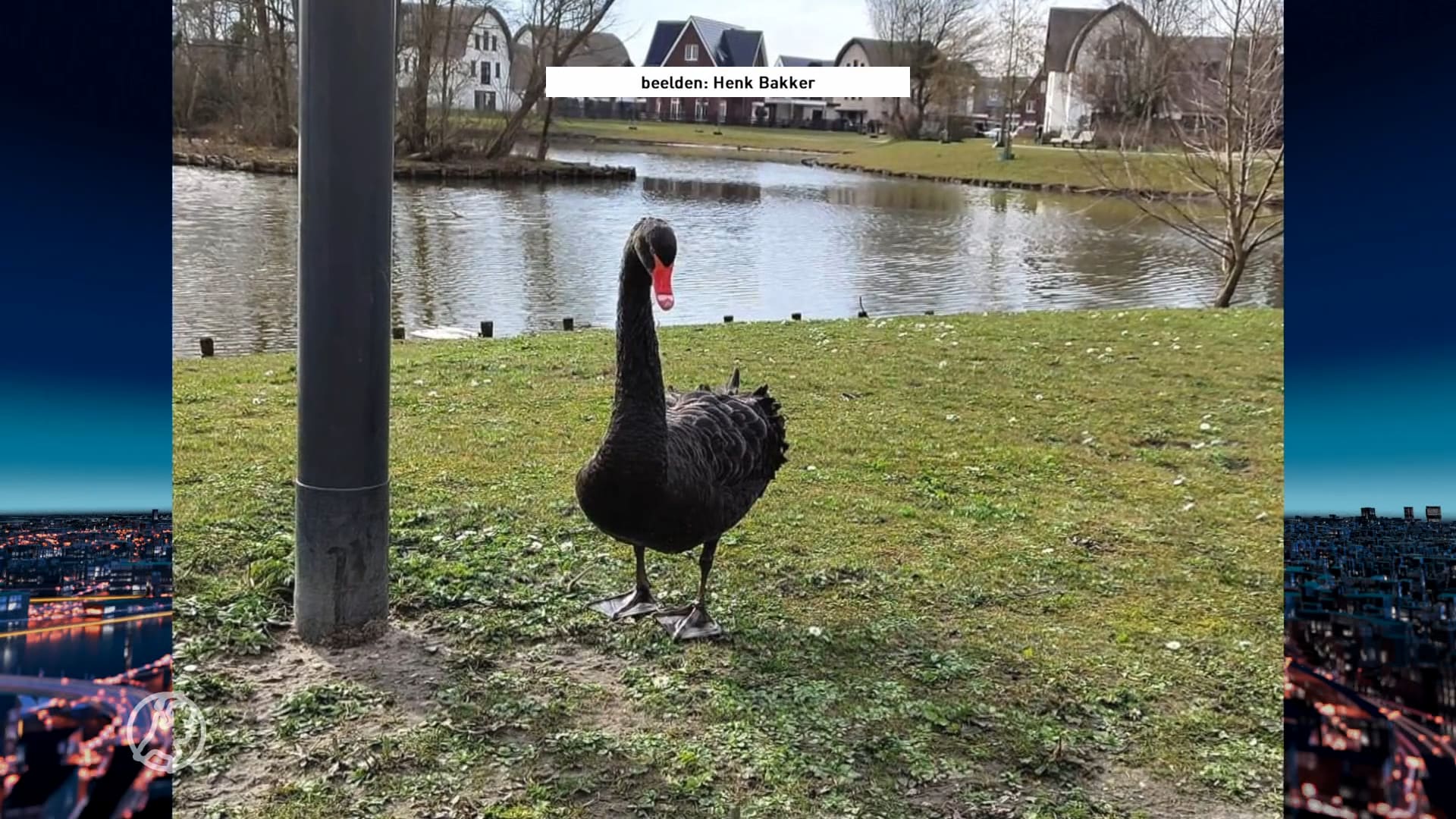 Zwarte zwaan op brute wijze doodgeknepen door dronken jongeren