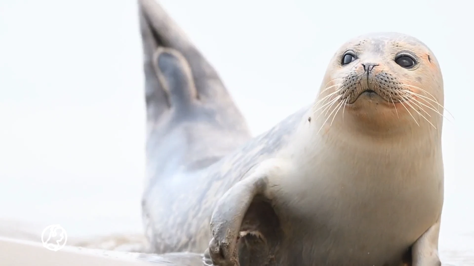 Zeehonden spoelen aan op strand in Katwijk: 'Zijn op doorreis'