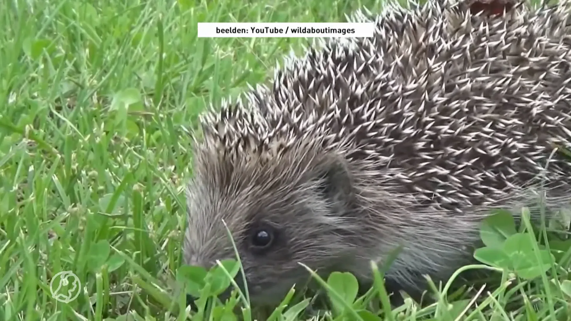 Help egels overwinteren: zo maak je de beste slaapplek voor ze in je tuin