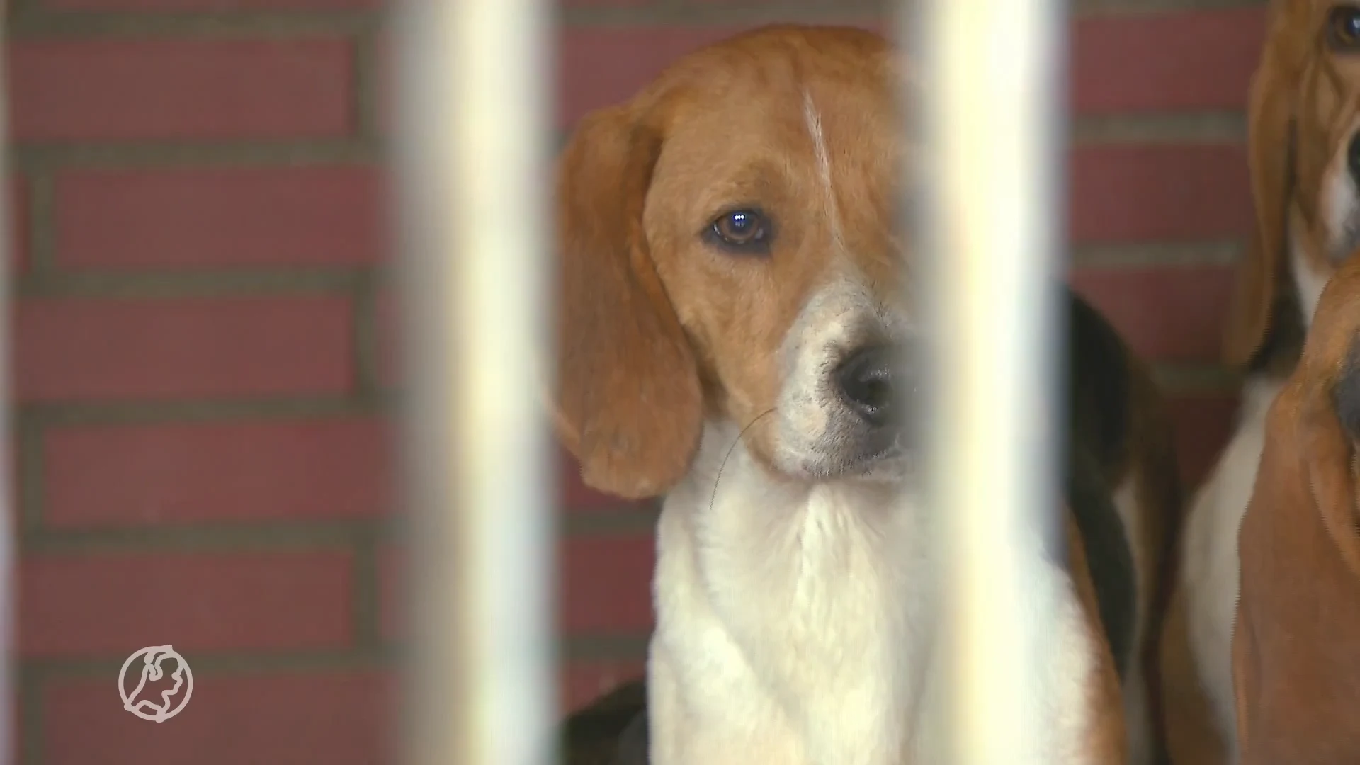 Deel laboratorium Beagles hebben een gouden mandje gevonden