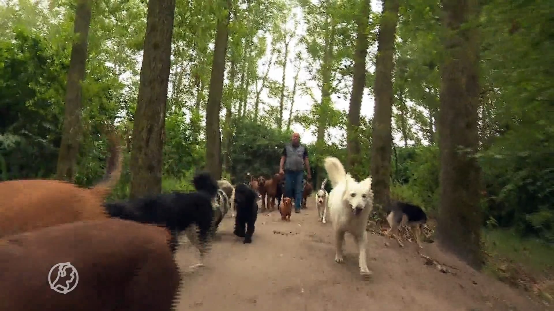 Petitie tegen dreigende sluiting van hondenopvang in Purmerend