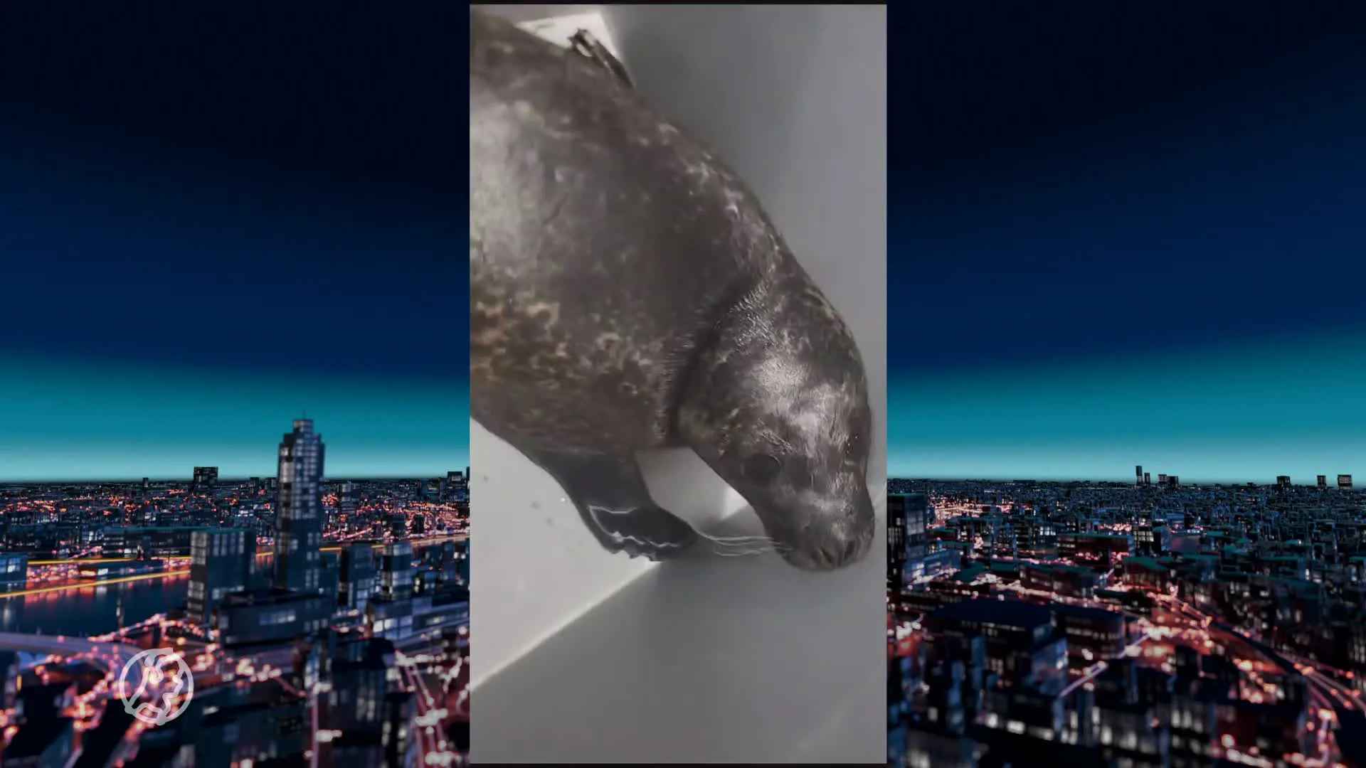 Zeehond verdwaald in Assendelft