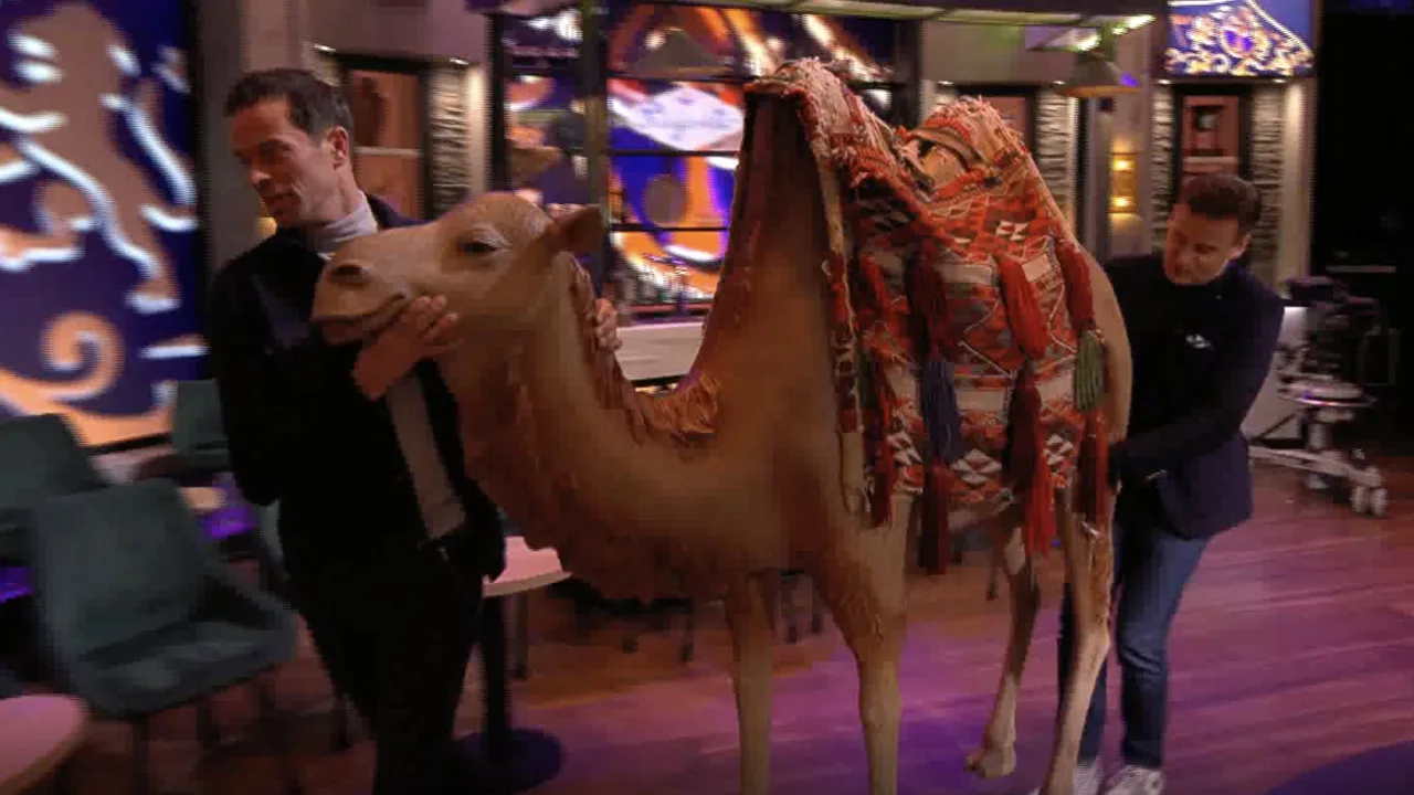 In de Wandelgangen: Bas Nijhuis neemt kameel mee uit decor van De Oranjewinter