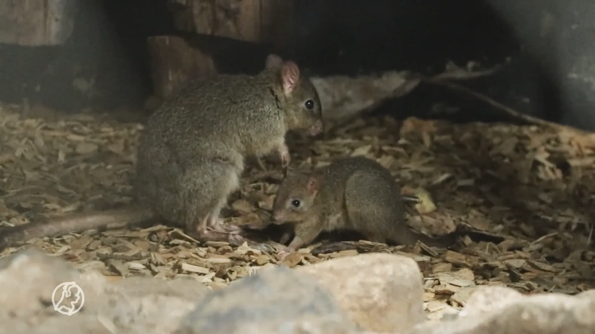 Bedreigd buidelkonijn geboren in DierenPark Amersfoort
