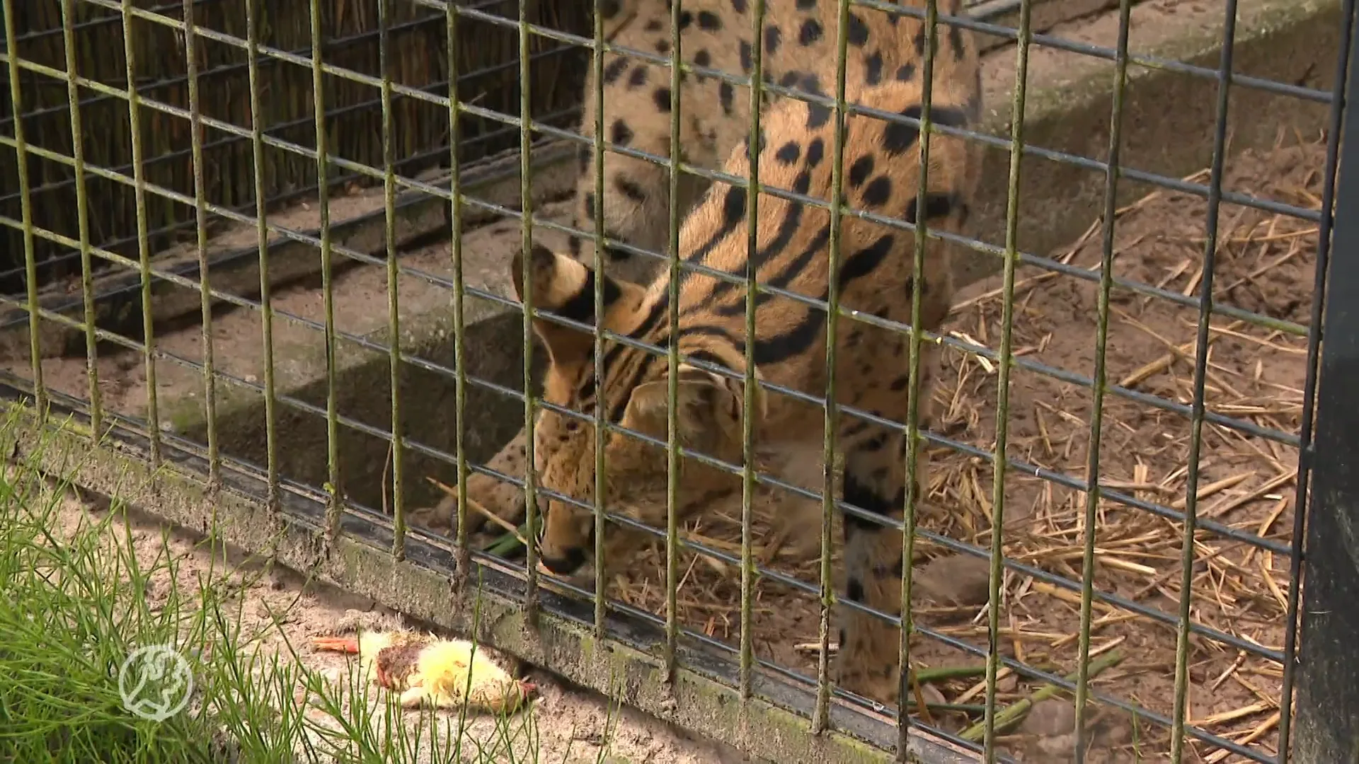 Nieuwe lijst met toegestane huisdieren: egel of serval mag straks niet meer