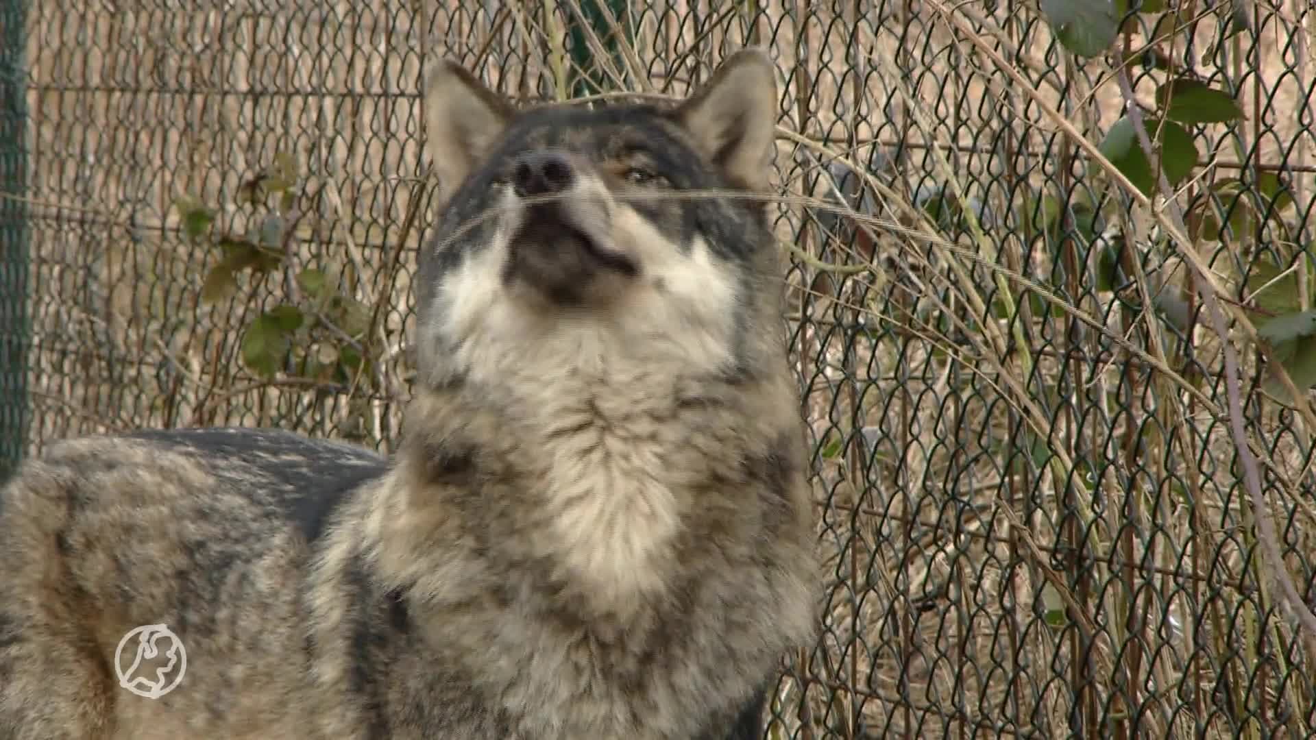 Roep om jachtverbod op herten en zwijnen om wolf te beschermen