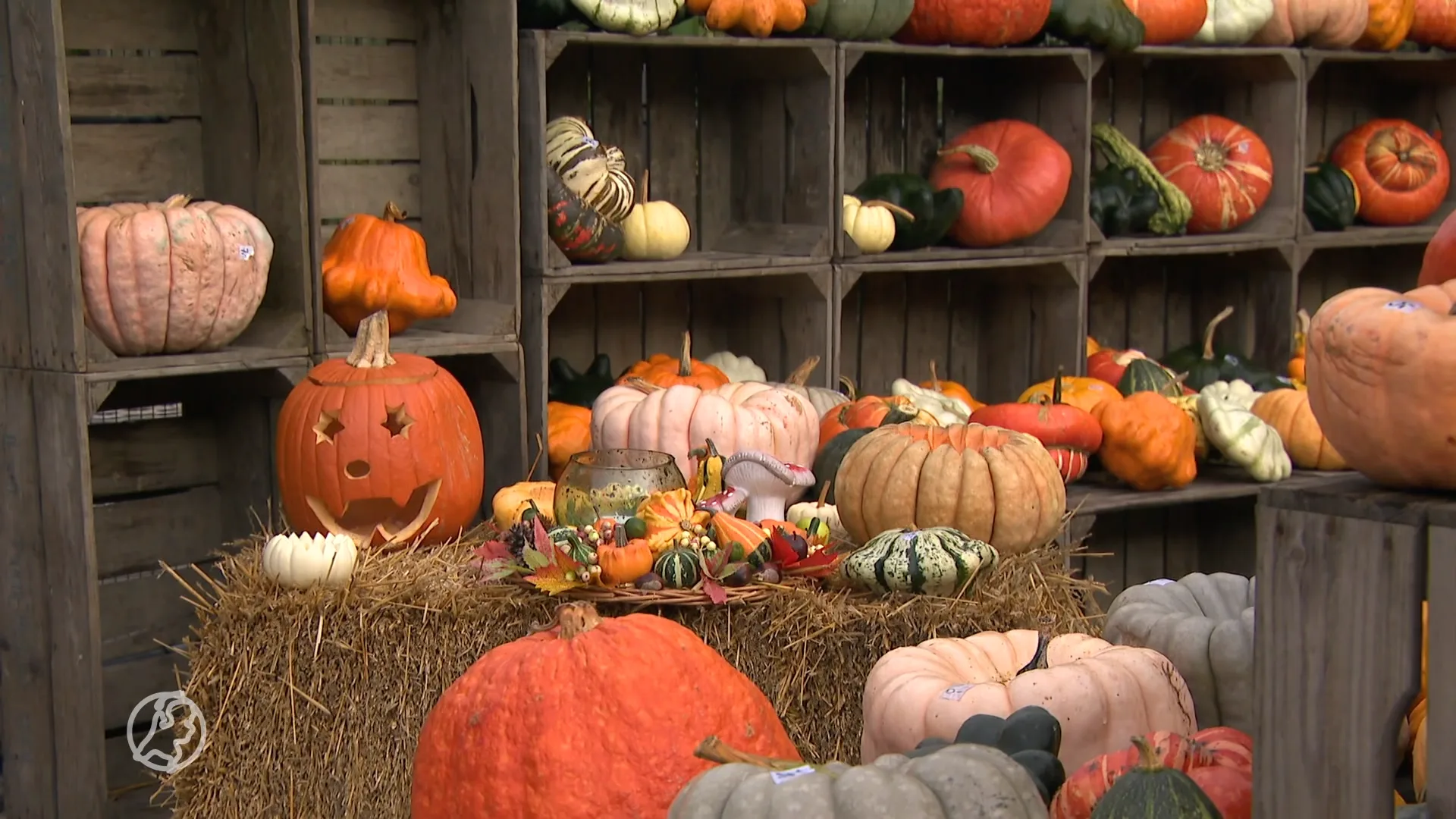 Het loopt storm bij deze pompoenenboerderij in Opperdoes