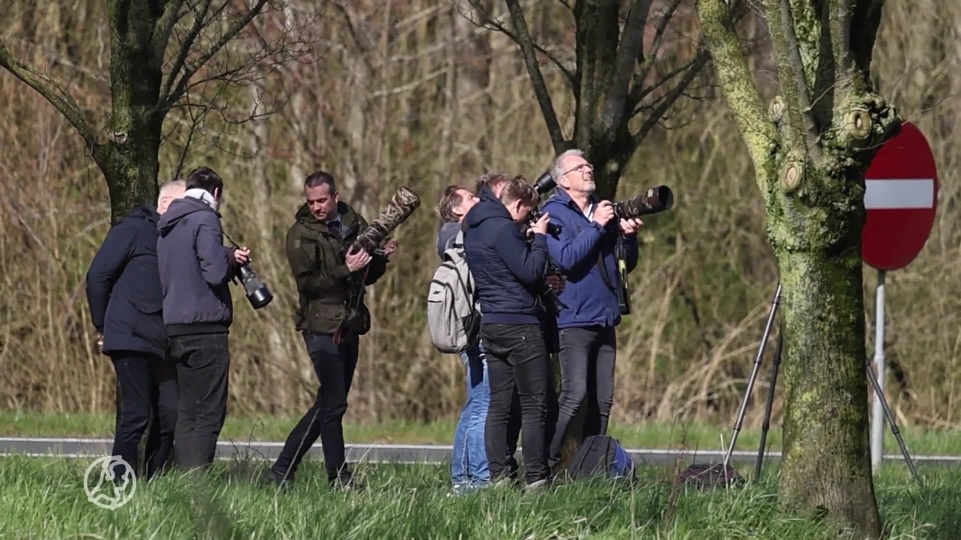 Zeldzame zwaluw gespot boven Friese Franeker