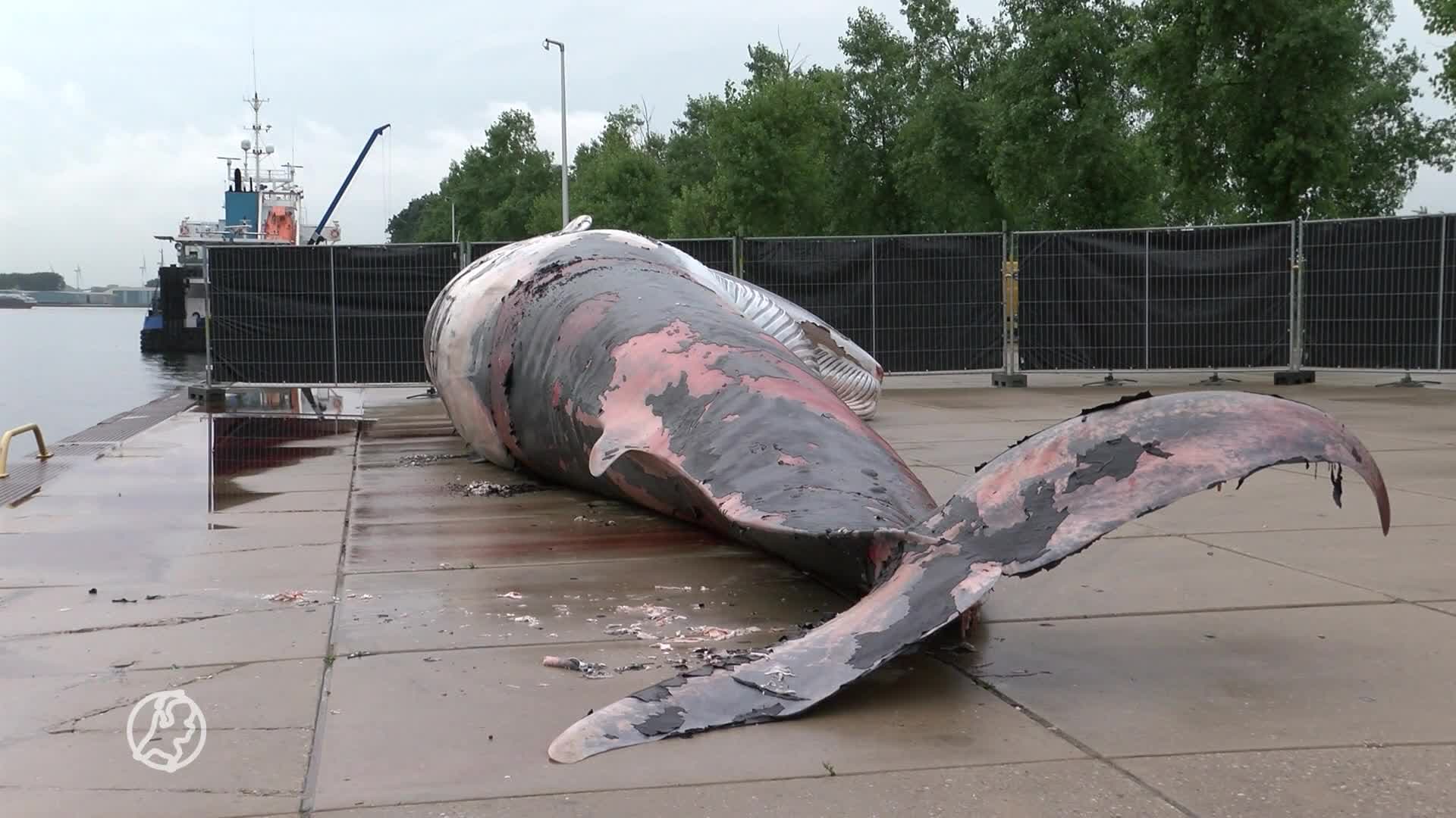 Enorme dode vinvis duikt op in haven Terneuzen