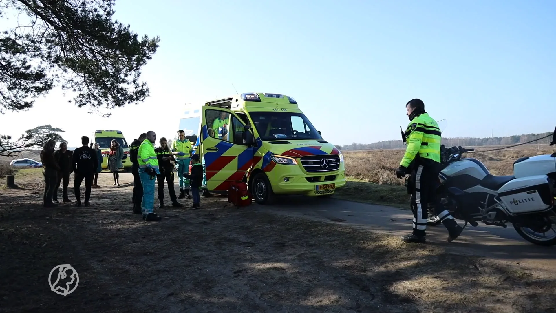 Koe neemt wandelaar te grazen op heide bij Laren