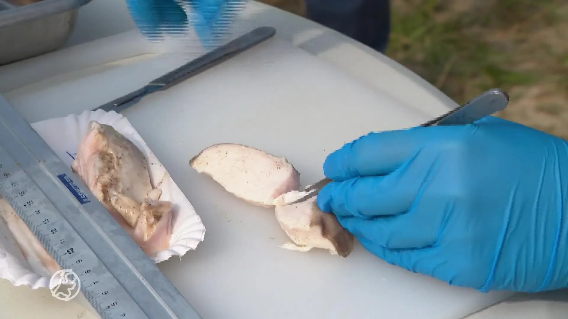 ZIEN: Opruimactie aangespoelde bultrugwalvis bij Nieuw-Haamstede begonnen