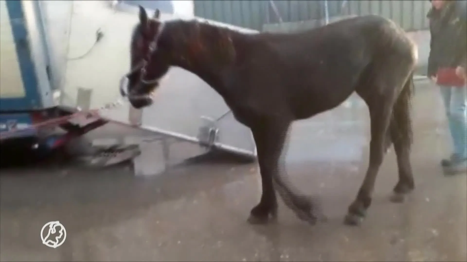 Paarden dood, ziek of kwijt: eigenaren starten zaak tegen misstanden bij opfokstal