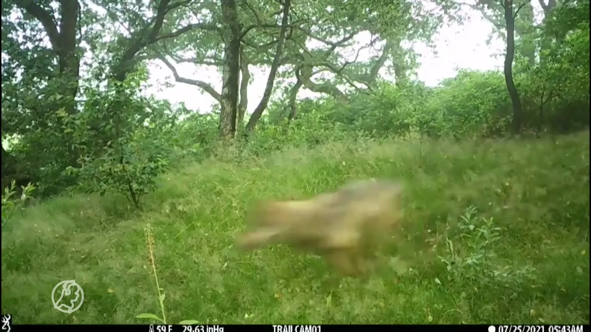 Wolf rent achter edelherten aan op de Veluwe