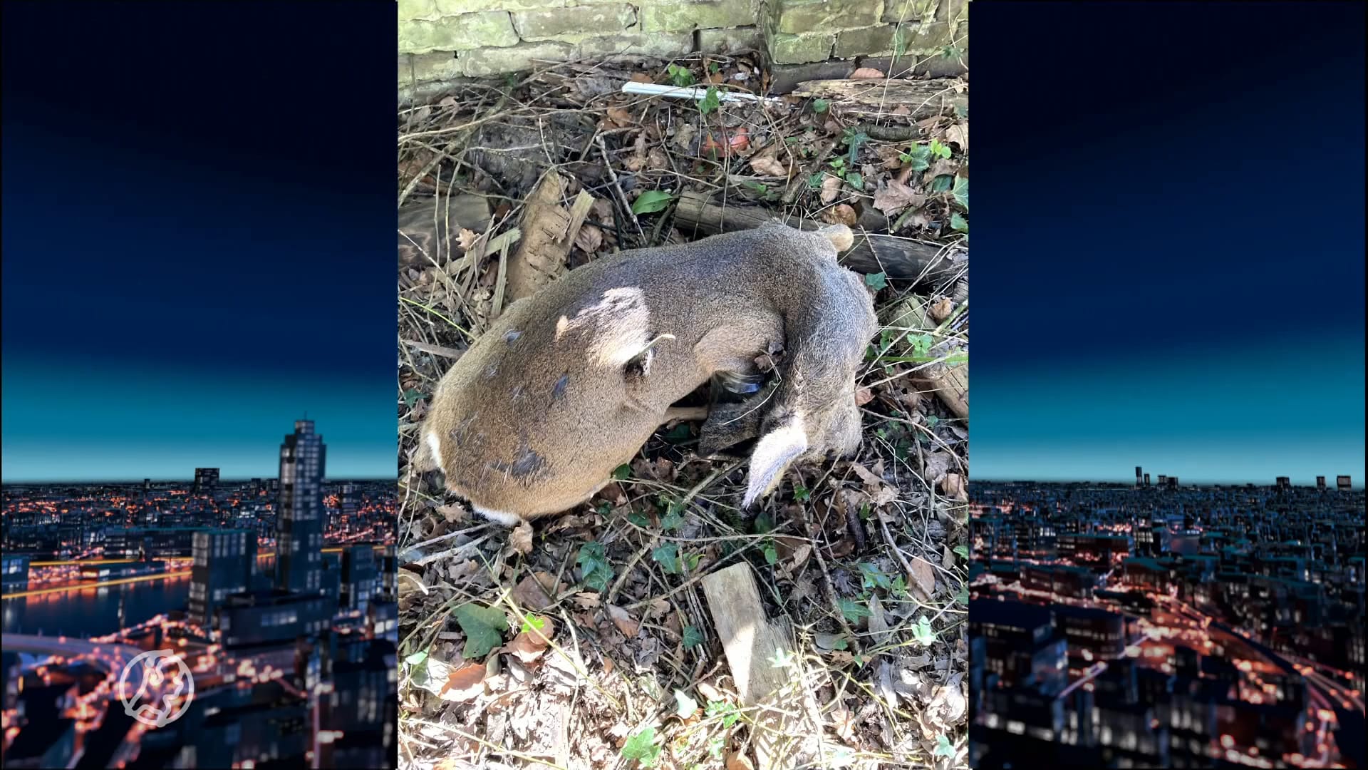 Reeën dood ingejaagd door loslopende honden: boswachters zijn het zat