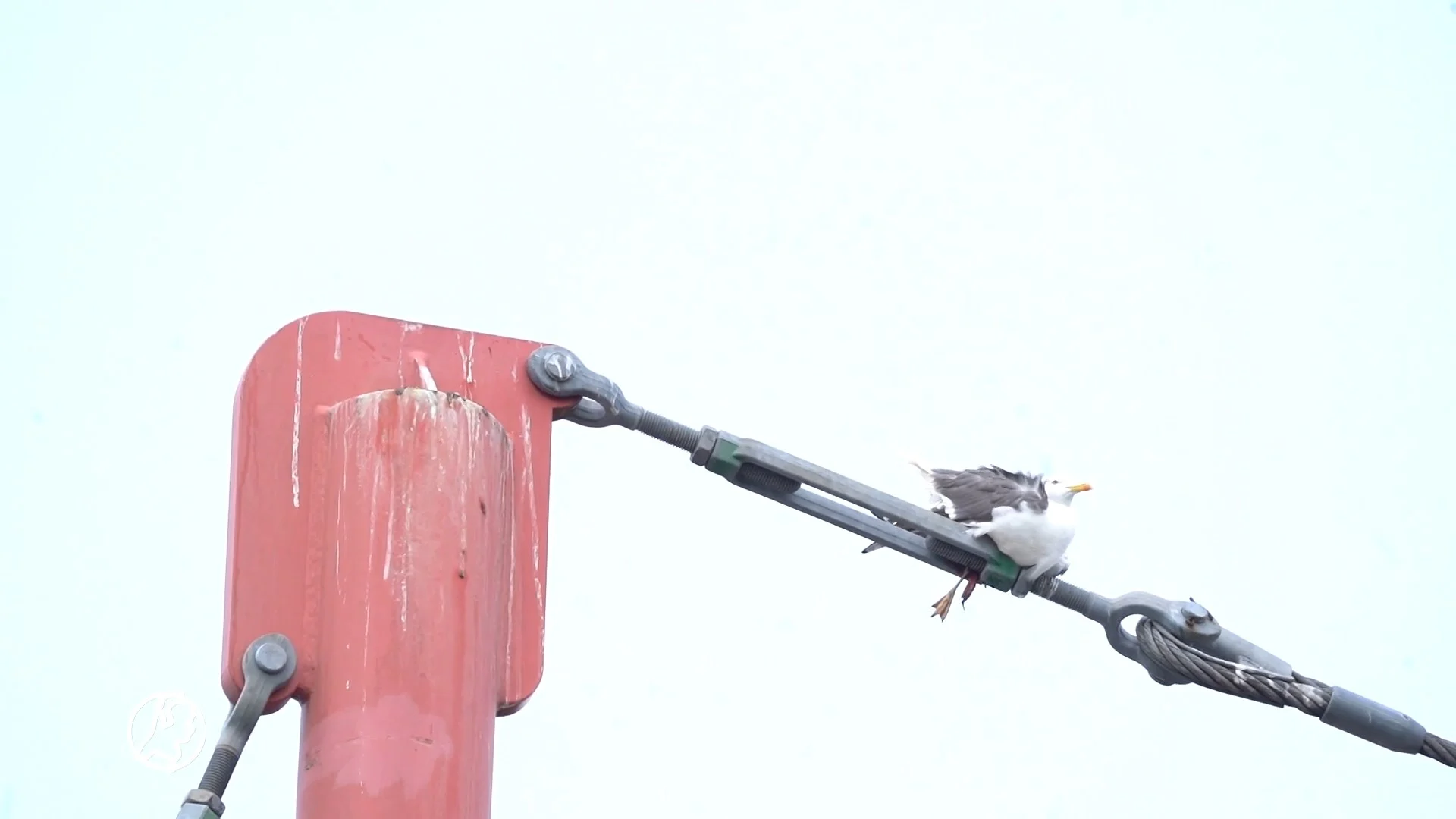 Meeuw zit vast boven glijbaan en overlijdt