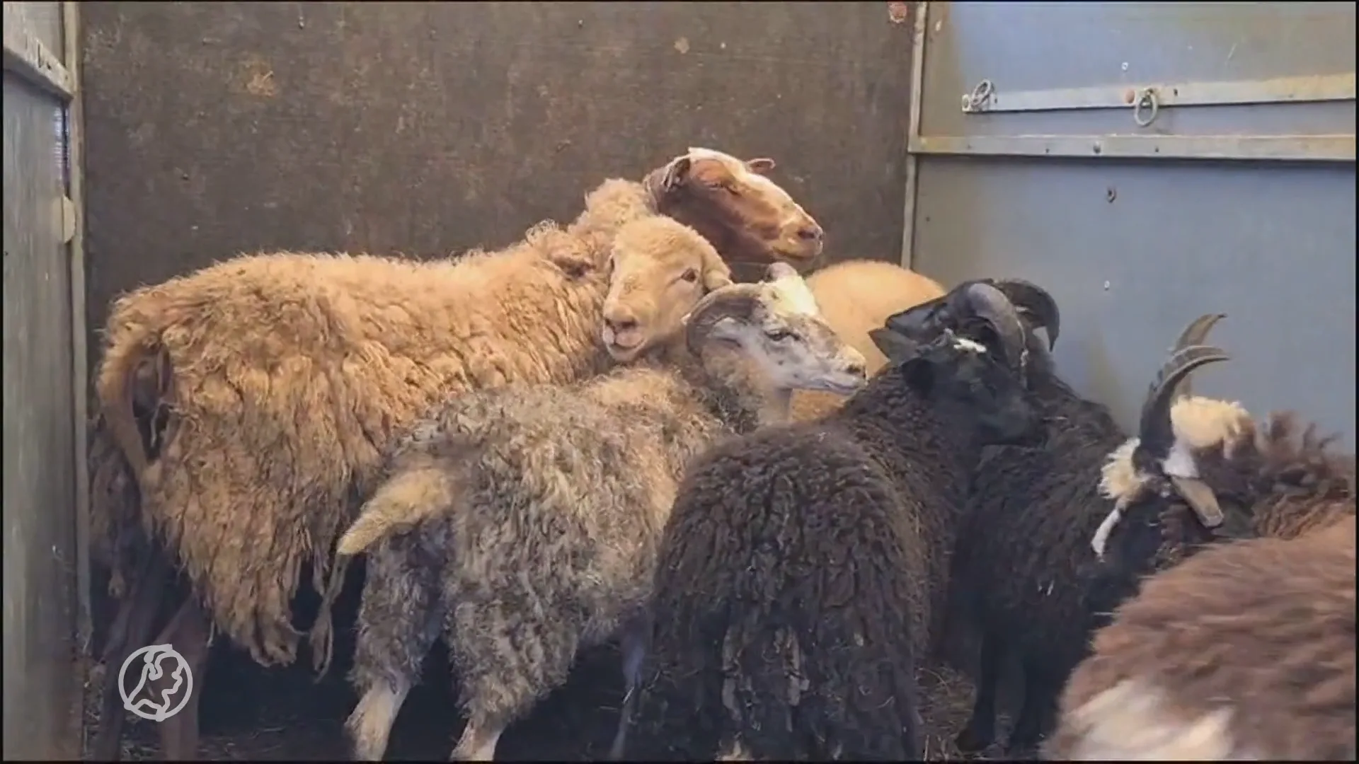 NVWA haalt 125 verwaarloosde dieren weg bij veehouder