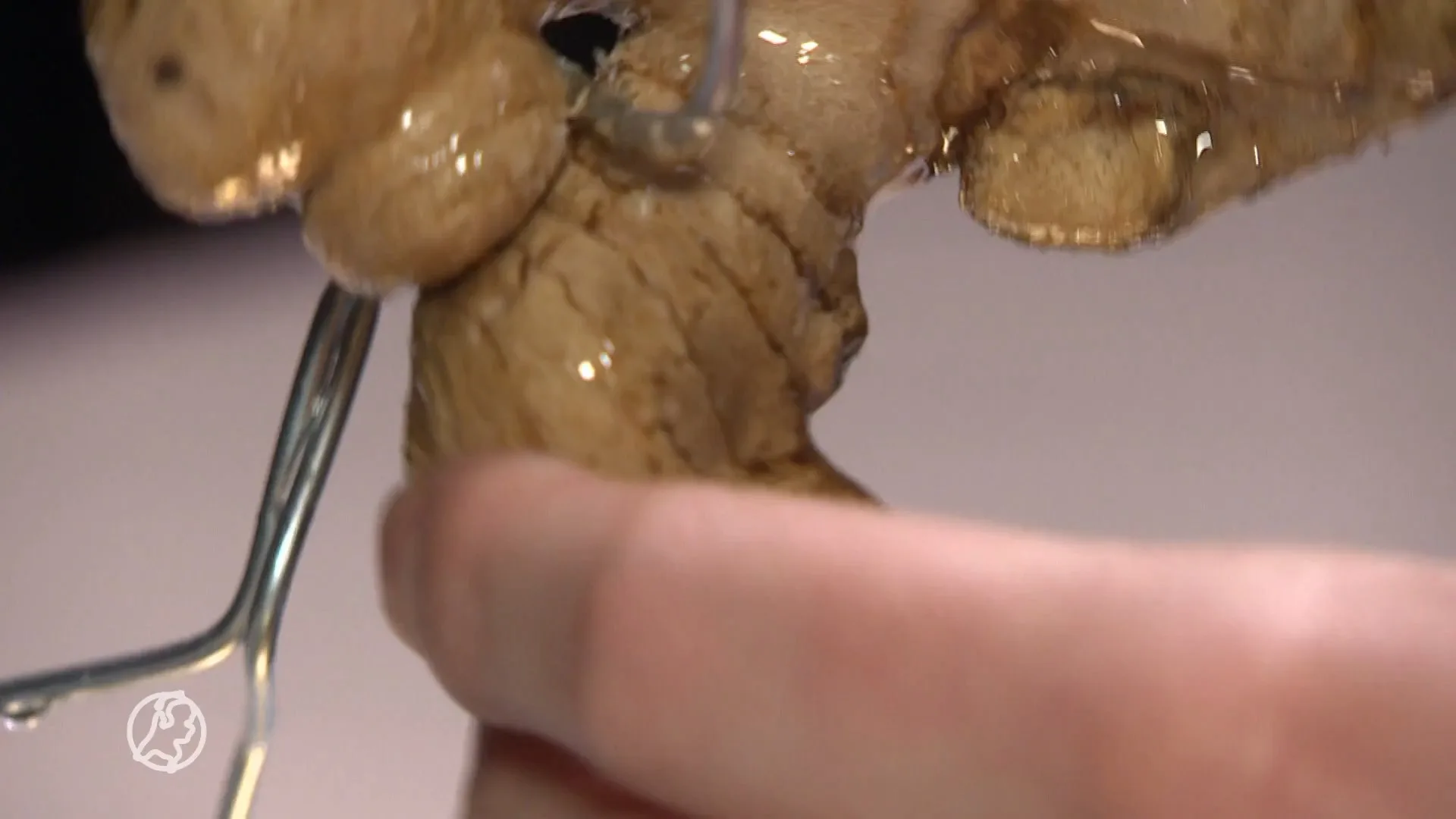 Duizenden euro's geboden op Ivo's gemberkameel: 'De winst ga ik investeren'