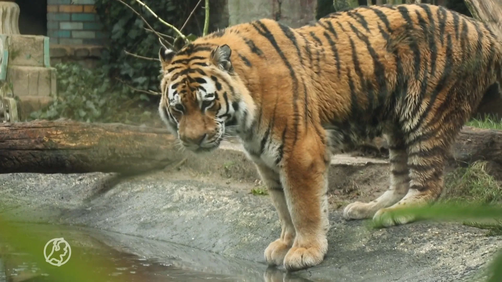 Dierenpark Amersfoort-icoon Ilya de tijger overleden: 'Mijn kleindochter bleef naar hem kijken'