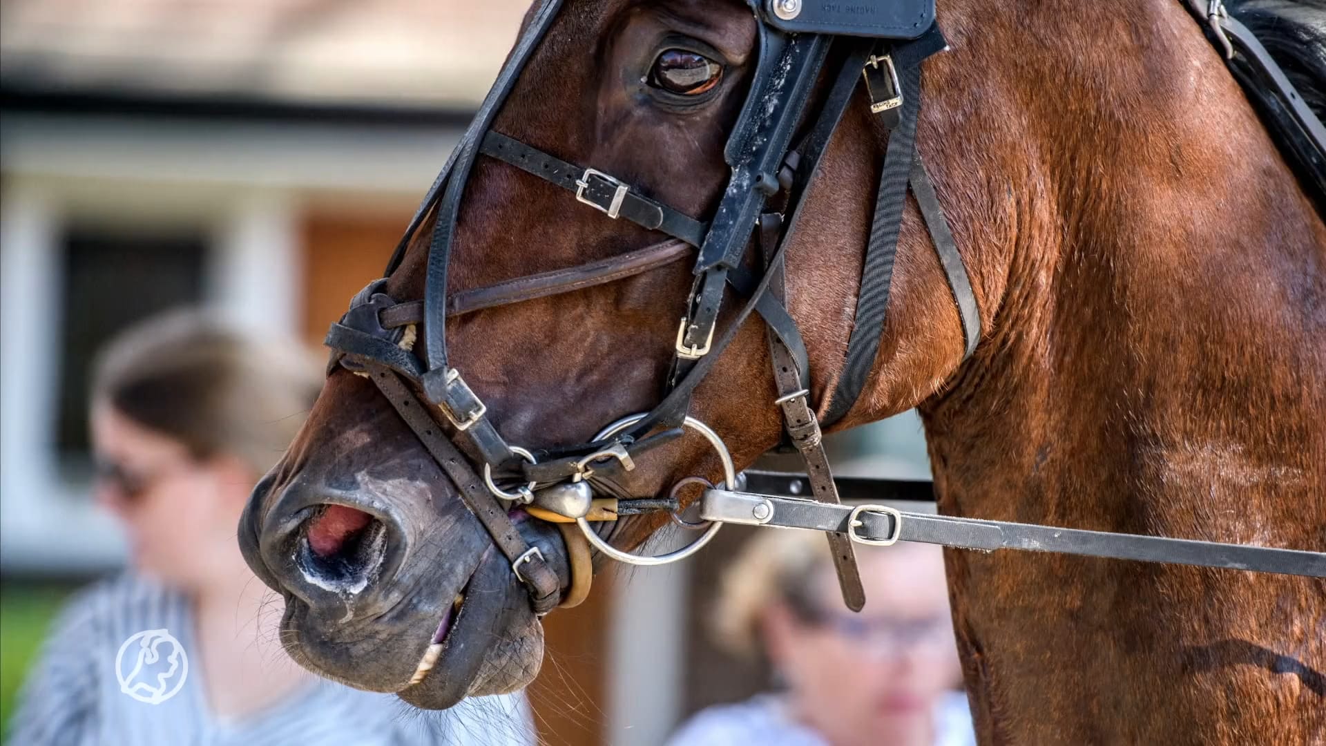 Dierenorganisatie wil verbod op harddraverijen: 'Hoe halen ze het in hun hoofd?'