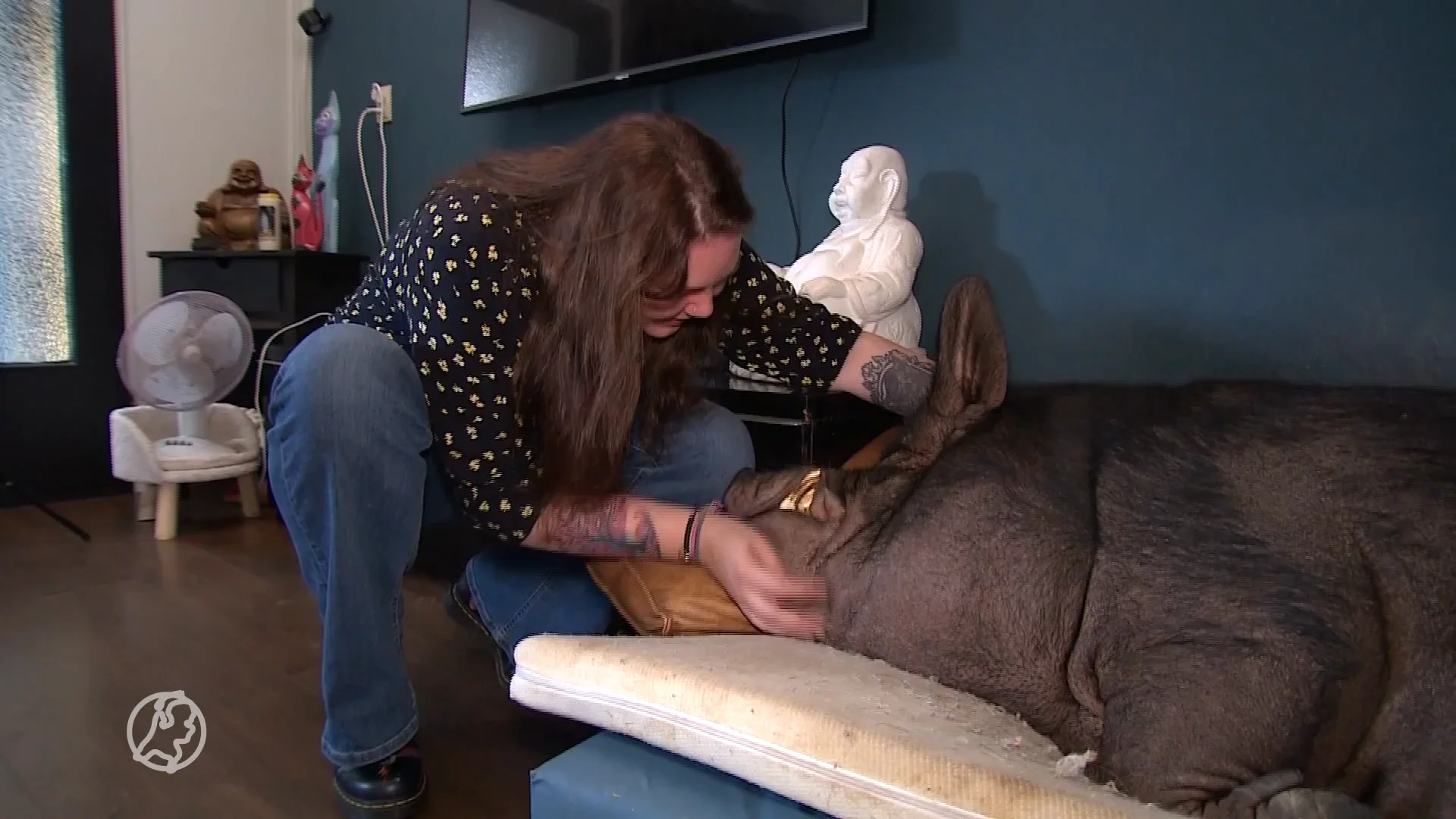 Minivarken Nelson blijkt een megavarken van 500 kilo