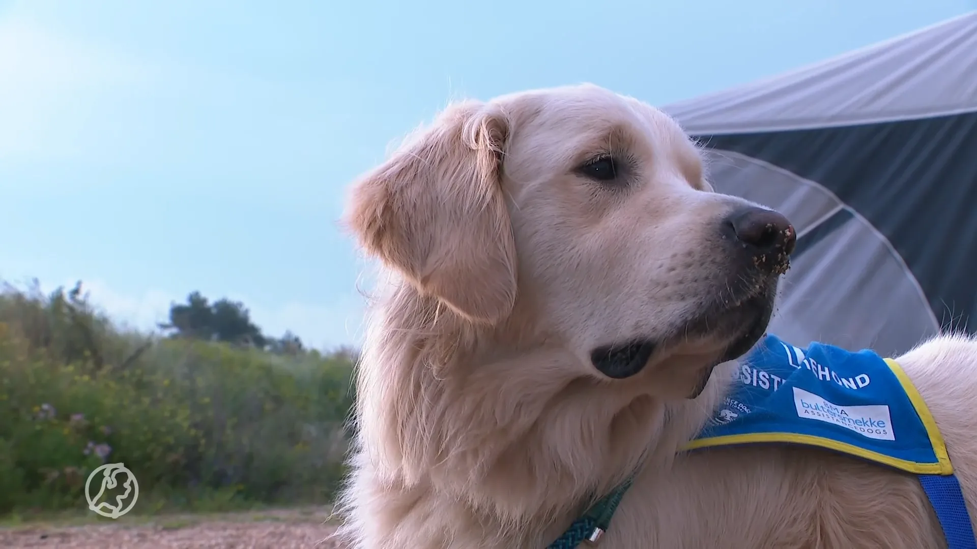 Steeds meer evenementen geschikt voor gehandicapten en hulphonden