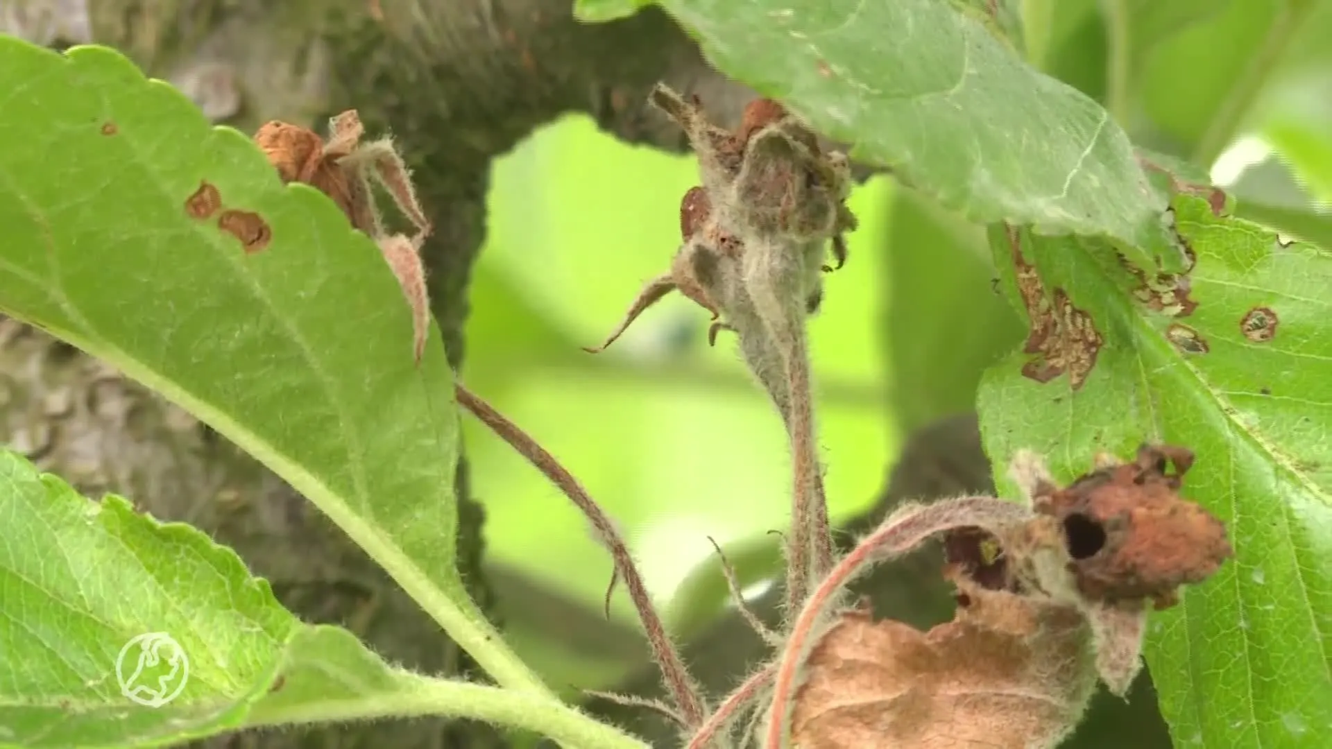 Binnenkort mogelijk lege groente- en fruitschappen door mislukte oogst
