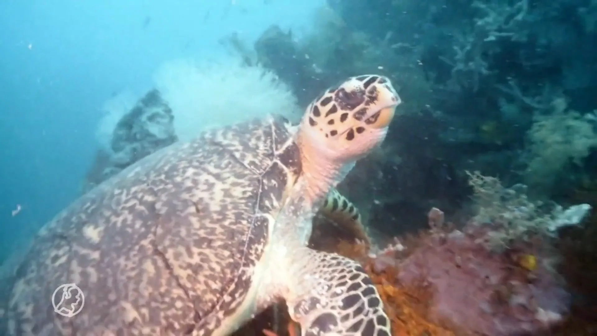 Grote eer voor duiker Kees: Thaise schildpad krijgt naam 'Tur...