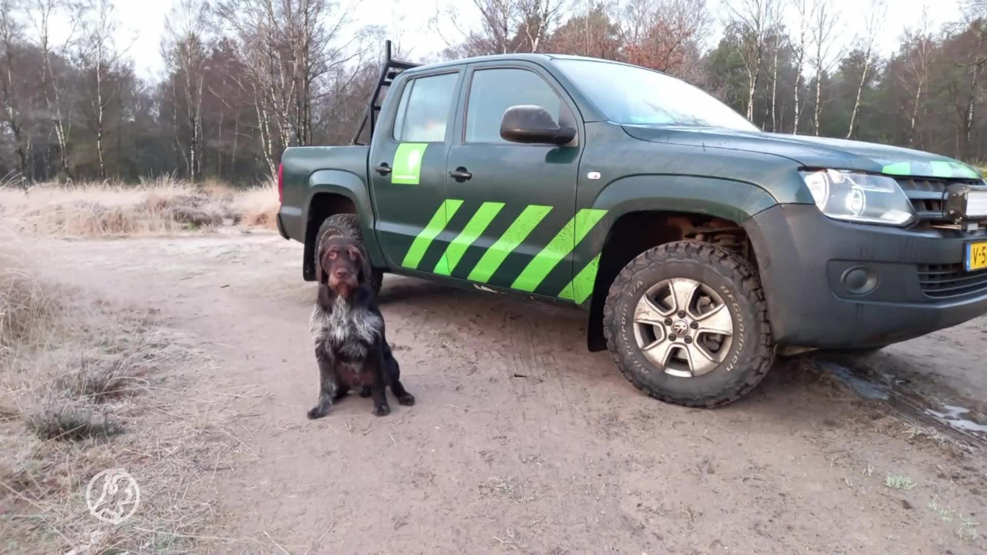 Blijdschap na vangst vermiste hangbuikzwijntjes Noordoostpolder: 'Ze hebben nu een goed onderkomen!'