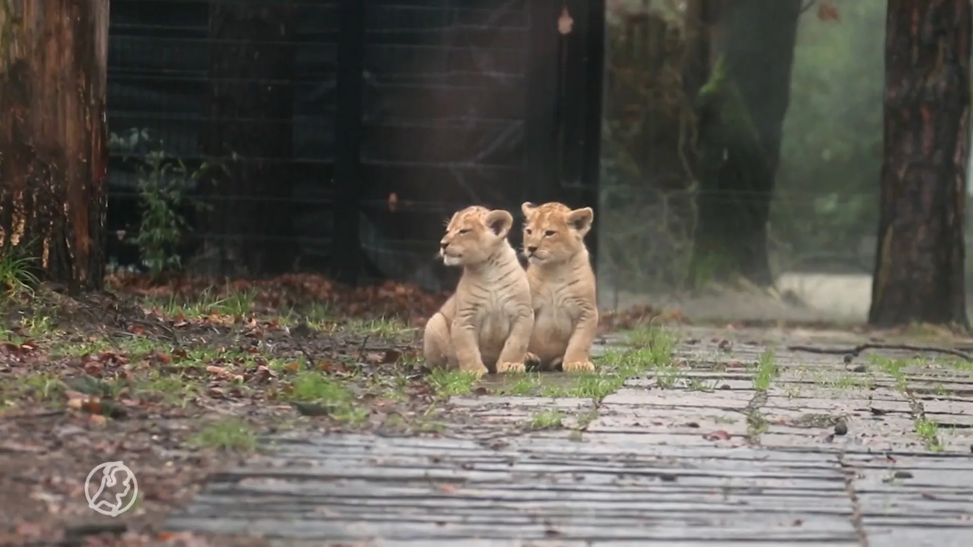 Grote dag voor leeuwenwelpjes DierenPark Amersfoort