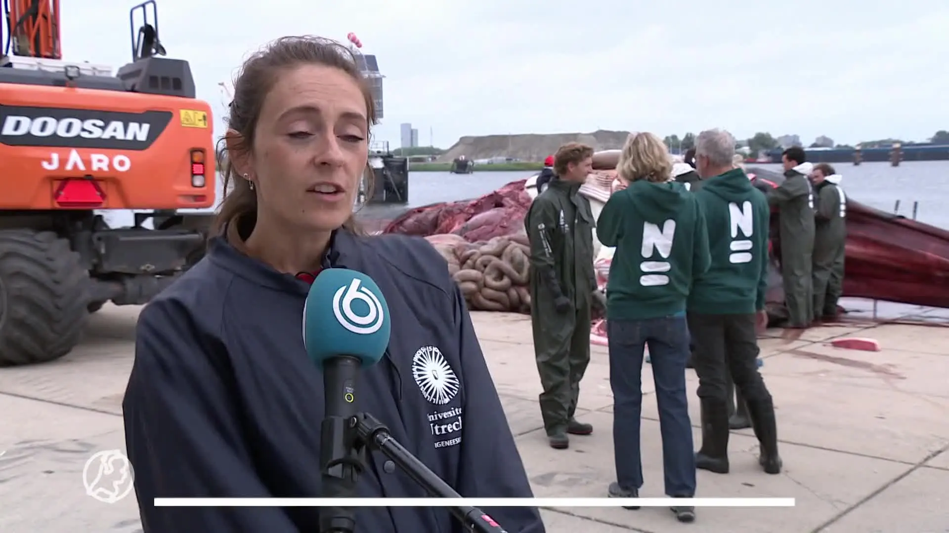 Onderzoekers ontleden reusachtige dode vinvis op kade Terneuzen