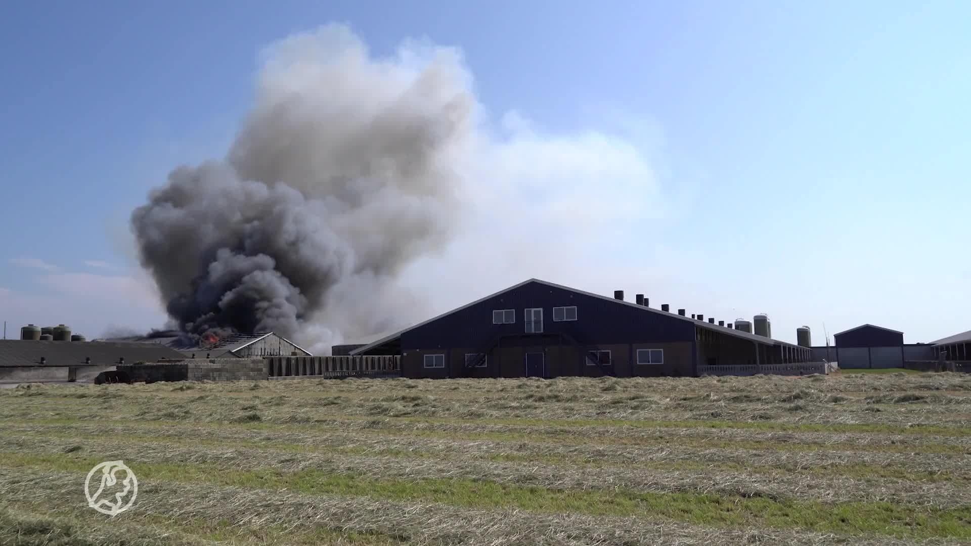 Enorme brand in grote varkensstal Groningse Beerta