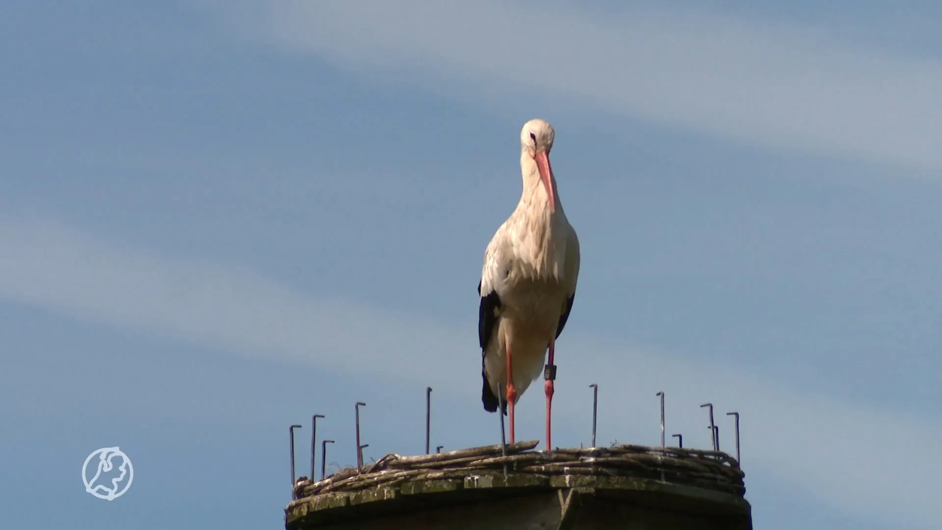 Ooievaar Ollie terroriseert de buurt: 'Afschieten is geen opt...
