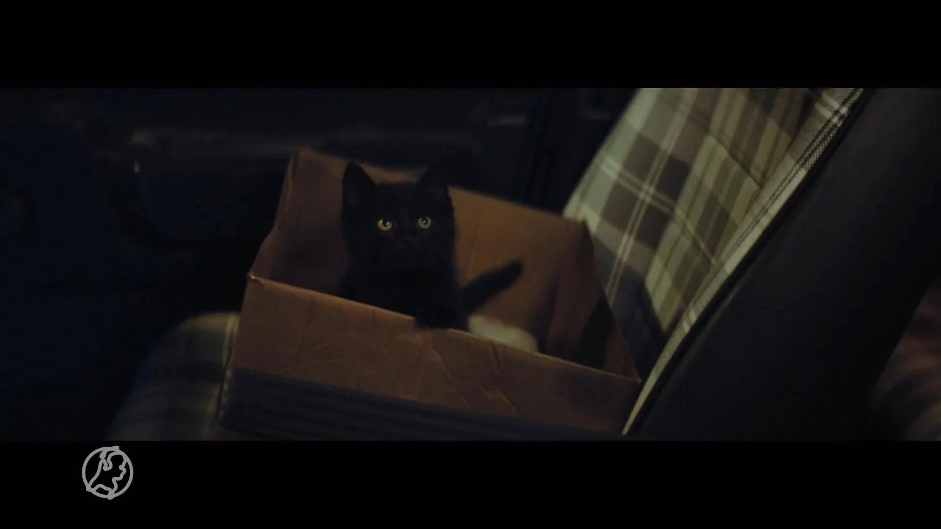 Run op zwarte katten in 'ongeluksjaar' 2020