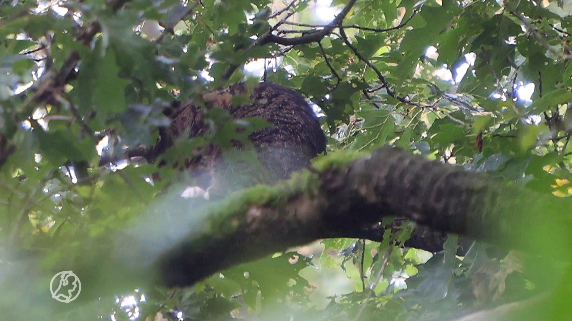 Brandweer zet waterspuit in om kat uit hoge boom te redden: 'Methode natte poes'
