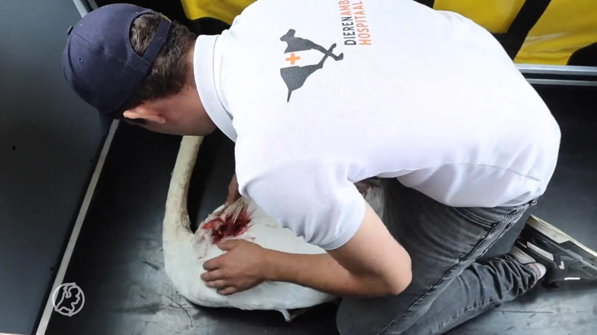 Zwaan aangevallen door hond: 'Zelfs de longen kapot gebeten'