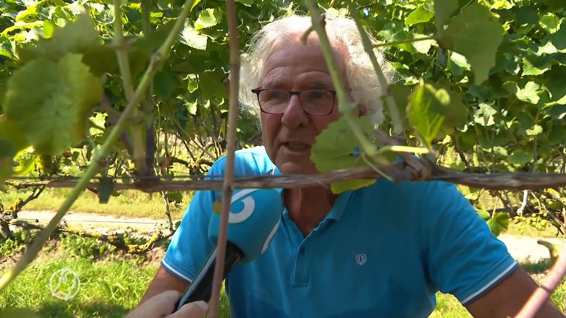 Wijnboeren plukken de vruchten van late hittegolf